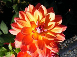 Dahlia Flower